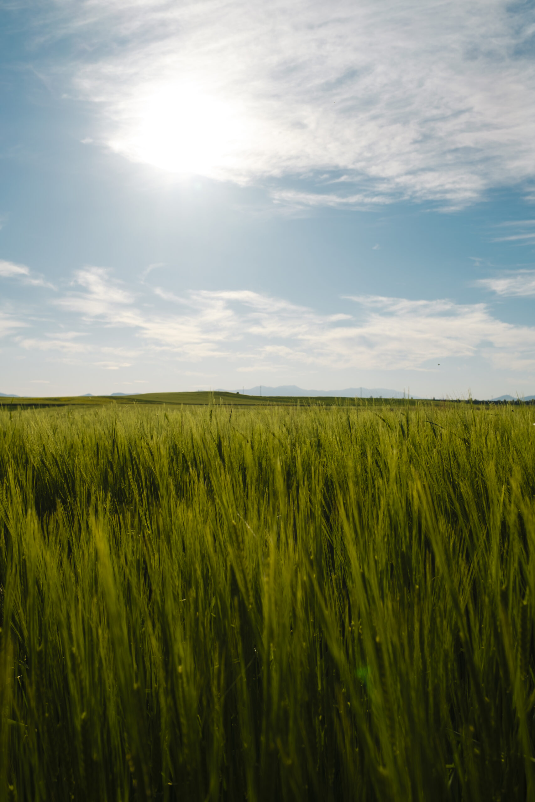 What is a wheat allergy? - curepedia